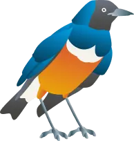 青い鳥