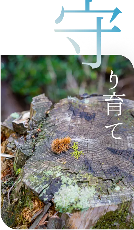苔むした岩と森林の風景
