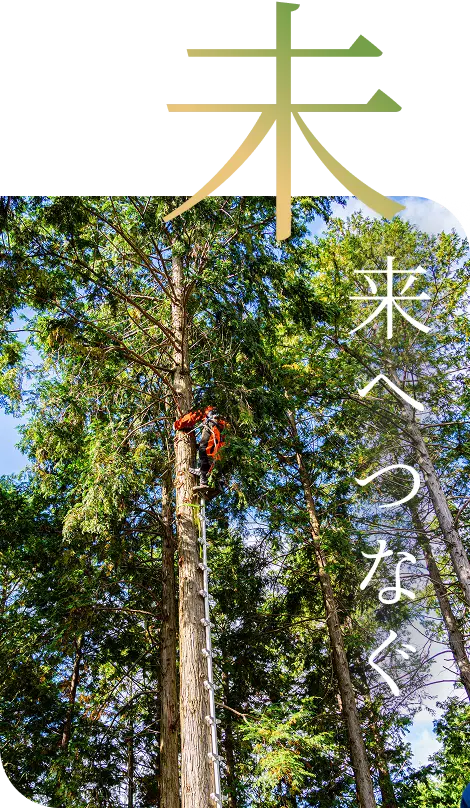 青々と茂る森の木々