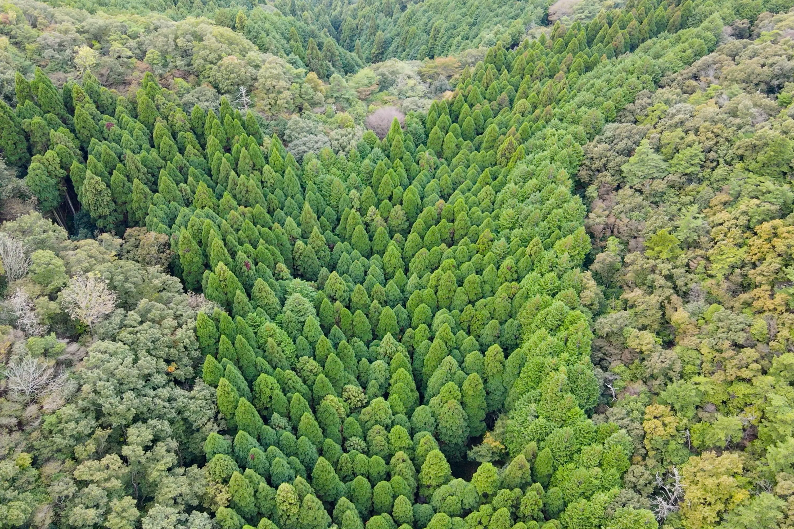 山城の森の
